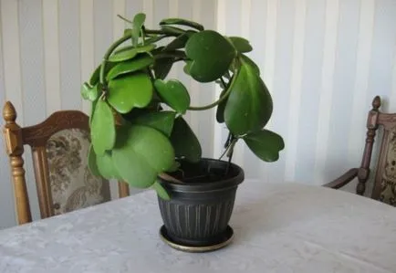 Hoya szállítására tarka fotó növények és mosási utasításokat