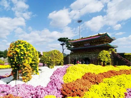 Корейските хризантема сортове, тяхното описание, озеленяване, грижи, отглеждане от семена