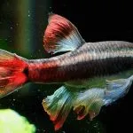 păstrarea Gourami Dwarf, hrănire și reproducere, foto și video