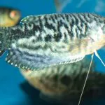 Törpe gourami tartási, takarmányozási és tenyésztési, fotó és videó