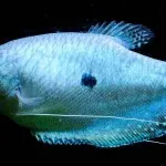 Törpe gourami tartási, takarmányozási és tenyésztési, fotó és videó