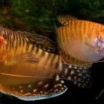 Törpe gourami tartási, takarmányozási és tenyésztési, fotó és videó