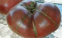 Cele mai bune soiuri de tomate pentru câmp deschis, sere în Urali