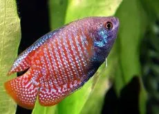 Törpe gourami - tartalom