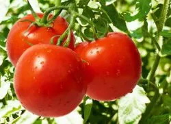 Най-добрите сортове домати