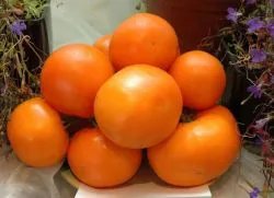 Най-добрите сортове домати
