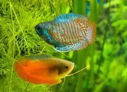 Törpe gourami - tartalom