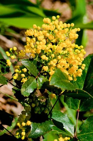 Mahonia aquifolium - arbust ornamental - Gradina Siberia