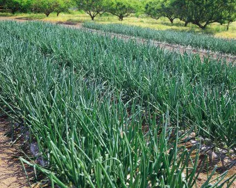 Onion Nigella - отглеждане, засаждане, когато за прибиране на реколтата