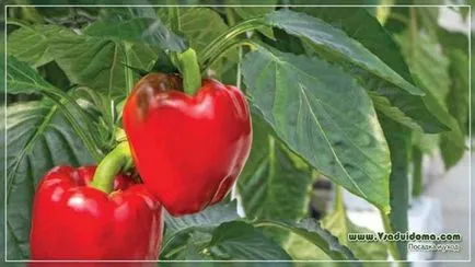 A legjobb feltételek a termesztés paprika palánták, helyén a kertben, ház és a szobanövények