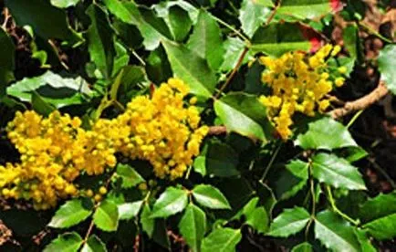 Mahonia aquifolium - arbust ornamental - Gradina Siberia