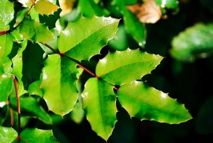 Mahonia aquifolium - arbust ornamental - Gradina Siberia