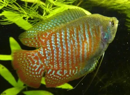 Törpe gourami tartási, takarmányozási és tenyésztési, fotó és videó