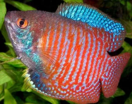 Törpe gourami tartási, takarmányozási és tenyésztési, fotó és videó