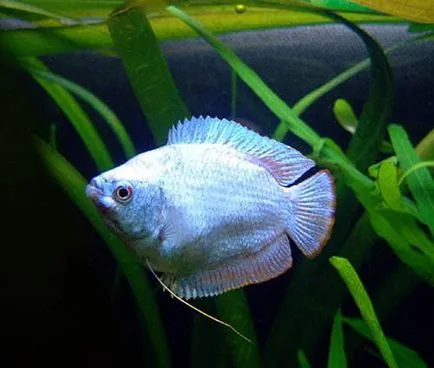 Törpe gourami tartási, takarmányozási és tenyésztési, fotó és videó