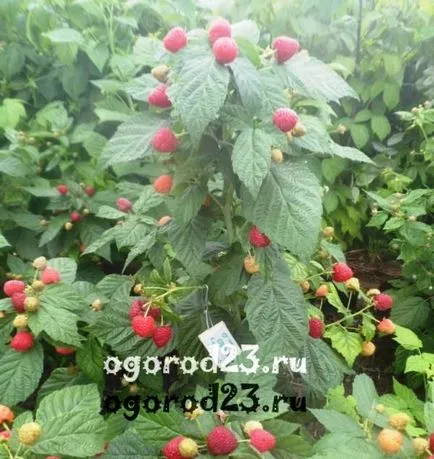 Raspberry fa vagy Stam fajta málna és gondozás