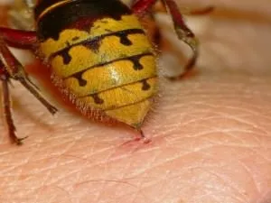 Unguent împotriva mușcăturilor de insecte - de mâncărime, alergii, copii, prețul mirului