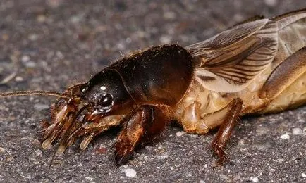 Mole-crichet vulgaris sau mol (Gryllotalpa Gryllotalpa)