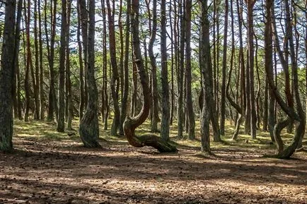 домашно какво май, за да видите в Калининград