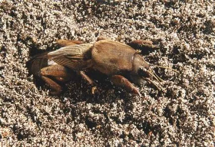 Mole-crichet vulgaris sau mol (Gryllotalpa Gryllotalpa)