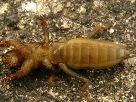 Mole-crichet vulgaris sau mol (Gryllotalpa Gryllotalpa)