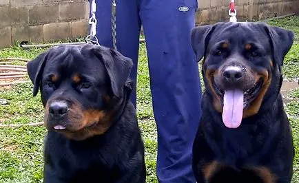 Mini Rottweiler, german și american Rottweiler, fotografii și video