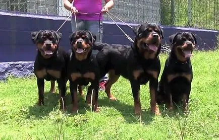 Mini Rottweiler, german și american Rottweiler, fotografii și video