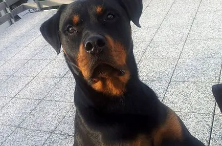 Mini Rottweiler, a német és az amerikai Rottweiler, fotók és videó