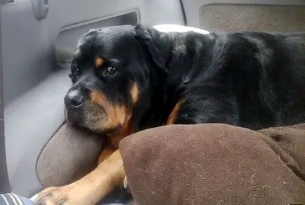 Mini Rottweiler, german și american Rottweiler, fotografii și video