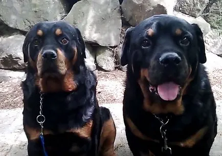 Mini Rottweiler, german și american Rottweiler, fotografii și video