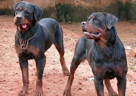 Mini Rottweiler, a német és az amerikai Rottweiler, fotók és videó