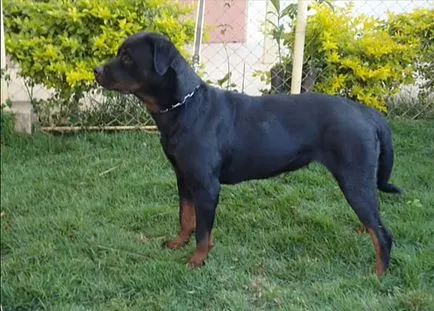 Mini Rottweiler, a német és az amerikai Rottweiler, fotók és videó