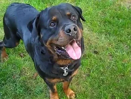 Mini Rottweiler, german și american Rottweiler, fotografii și video