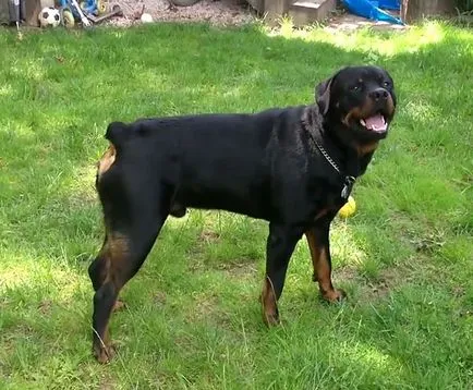 Mini Rottweiler, a német és az amerikai Rottweiler, fotók és videó