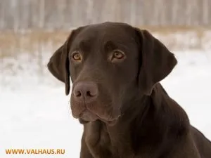 Дали е възможно да се измие кучета ушите водороден прекис справка селекционера