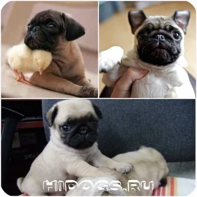 Pug special de îngrijire și întreținere catelus (foto)