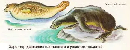mamifere marine, cel mai mare portal pe învățarea