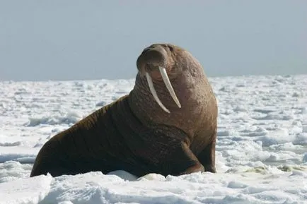 mamifere marine, fotografie