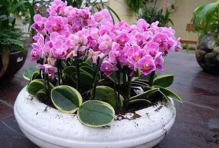 Tudok repot orchidea nyíló alapszabályok