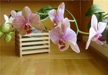 Tudok repot orchidea nyíló alapszabályok