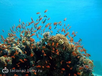 Sea, miért szeretem a tengert