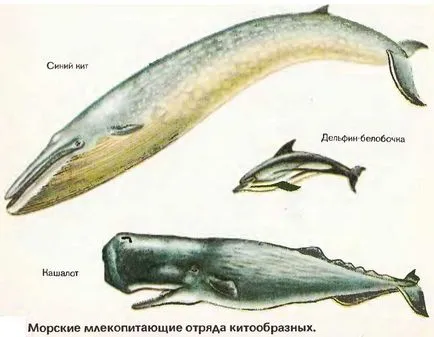 mamifere marine, cel mai mare portal pe învățarea