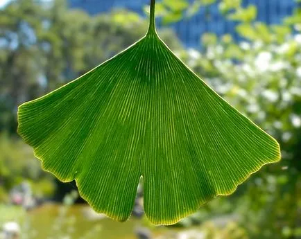 Lehetséges, hogy növekszik a fa Ginkgo biloba otthon