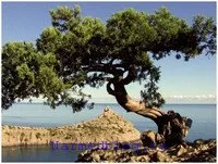 Juniperus - proprietăți medicinale și utilizate în medicina populară