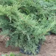 Juniper pfittseriana (pfitzeriana) характерни и популярни разновидности