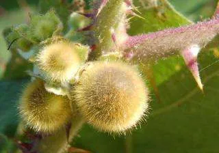 Naranjilla - снимка на плодове и подробно описание на всички негови свойства