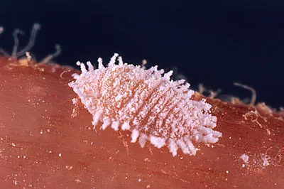 Mealybugs на стайни растения Как да се справим