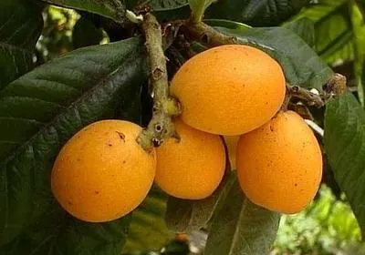 Loquat (Eriobotrya japonica)