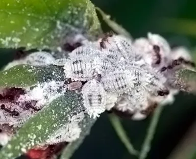 Mealybugs на стайни растения Как да се справим