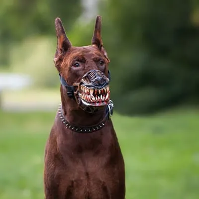 Szájkosár kutyáknak reedog tervezés - Werewolf - szájkosarat kutyáknak